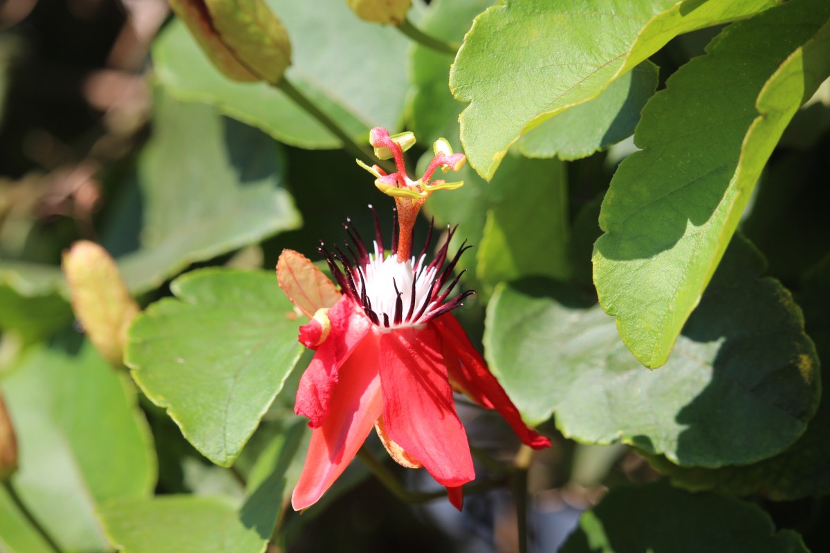 Passiflora miniata Vanderpl.